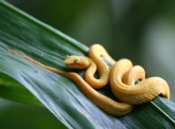 eyelash viper on leaf 04