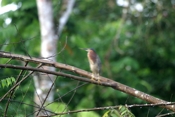 greenback heron laquinta 04