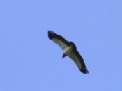 king vulture b