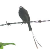 long tailed tyrant