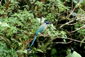 motmot profile 04