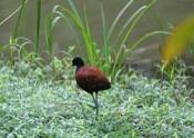 n jacana laquinta 04