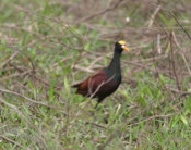 northern jacana gandoca