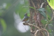 olive backed euphonia 04