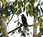 orependula male perched 04