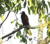 oropendula male 04