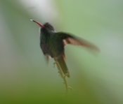 rufous tailed hummingbird 04