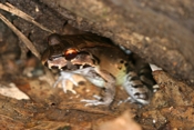 smoky ungle frog 04