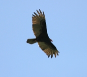 turkey vulture 04