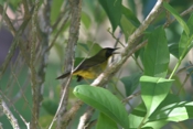 yellowthroat unknown 04