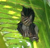 Uroderma bilobatum