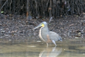 bare throated tiger heron 06 04