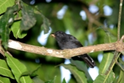 black hooded antshrike feeding male