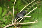 black hooded antshrike male