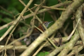 Riverside Wren (Thryothorus semibadius)