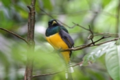 black throated trogon male