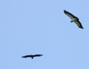 black vulture king vulture