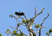 black vulture stretch