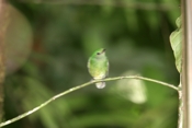 blue crowned manakin female