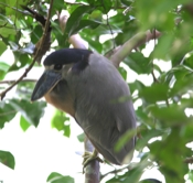 boat billed heron