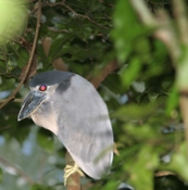 boat billed heron flash