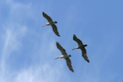 brown pelican flight san pedrillo