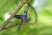 crowned woodnymph