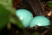 great tinamou eggs san pedrillo