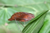 kaytidid sirena