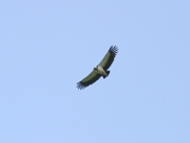 king vulture corcovado
