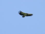 king vulture frontal