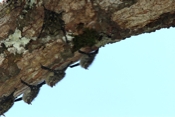 leaf nosed bats san pedrillo 04