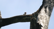 masked tityra san pedrillo male a