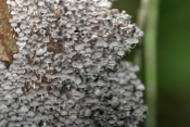 mushroom city