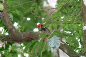 pale billed woodpecker 04