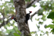 pale billed woodpecker dorsal