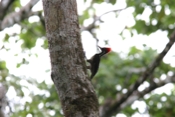 pale billed woodpecker profile