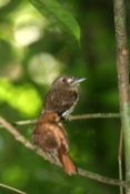 puff bird pair