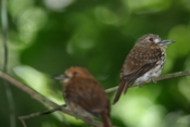 puff bird pair b