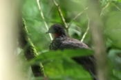 red crested guan sirena