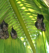 tent bat community san pedrillo