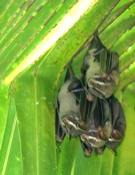 tent bats san pedrillo 04