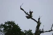 IMG 7687