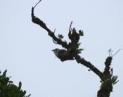 IMG 7687 b