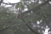 collared redstart