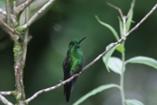 green crowned brilliant b