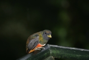 orange bellied trogon