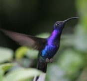 violet sabrewing male