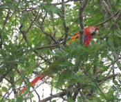 scarlet macaw 04