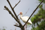 white ibis 04